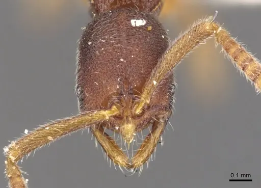 Leptogenys cryptica - CASENT0902590