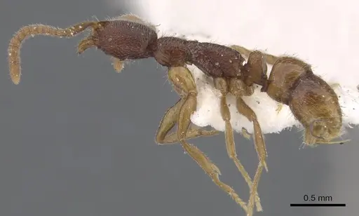 Leptogenys cryptica - CASENT0902590