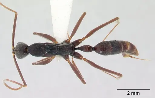 Leptogenys cuneata specimen
