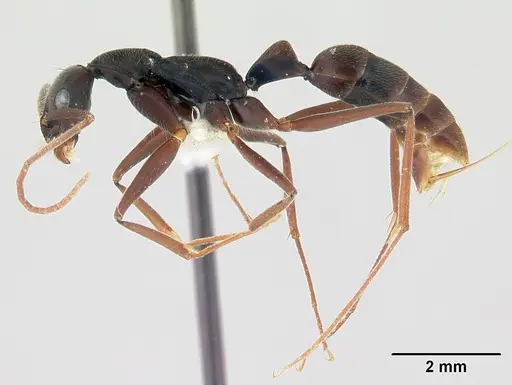 Leptogenys cuneata specimen