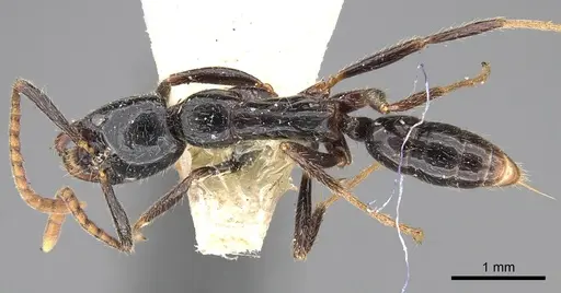 Leptogenys dalyi specimen