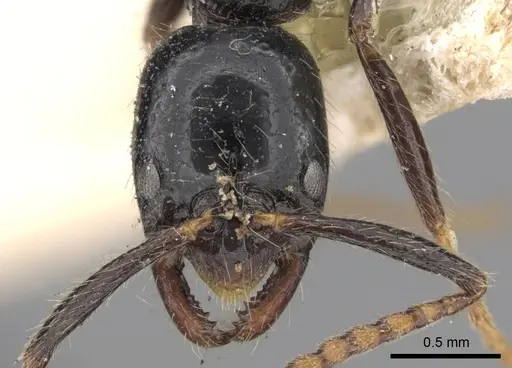 Leptogenys dalyi specimen