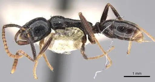 Leptogenys dalyi specimen