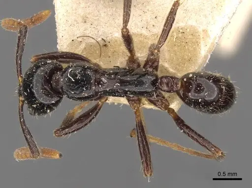 Leptogenys dalyi - CASENT0907364