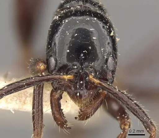 Leptogenys dalyi - CASENT0907364