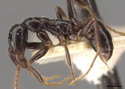 Leptogenys dalyi - CASENT0907364