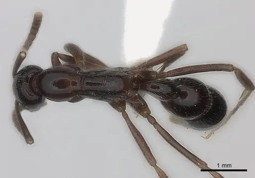 Leptogenys darlingtoni specimen