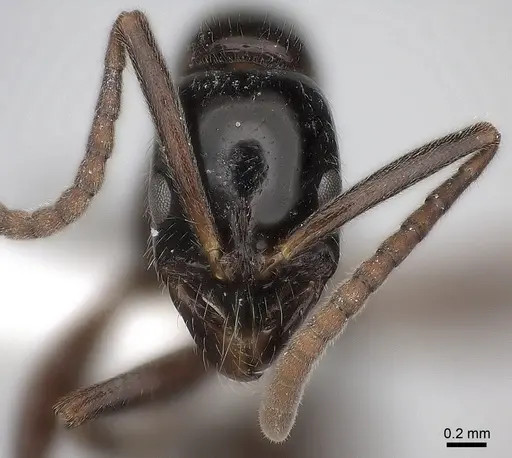 Leptogenys darlingtoni specimen