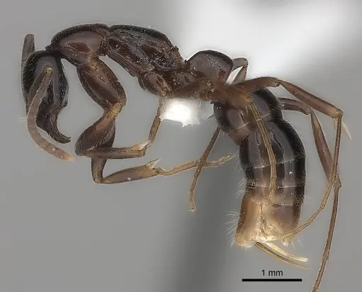 Leptogenys darlingtoni specimen