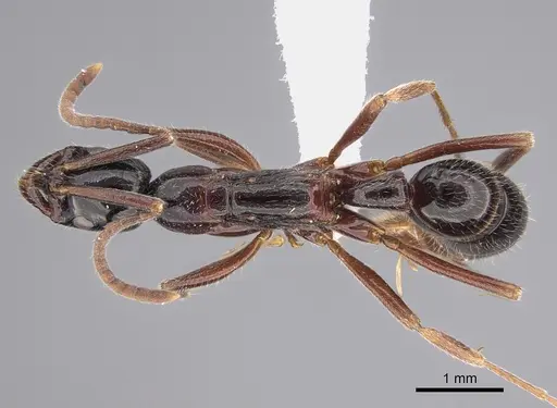 Leptogenys darlingtoni - CASENT0923402