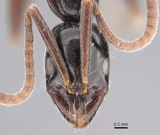 Leptogenys darlingtoni - CASENT0923402