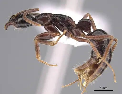 Leptogenys darlingtoni - CASENT0923402