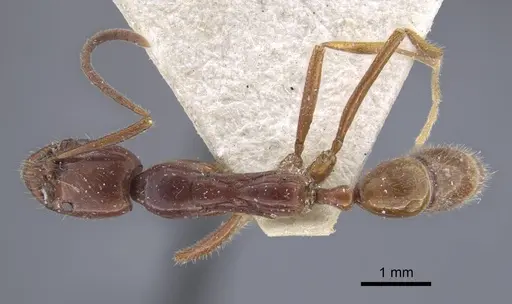 Leptogenys davydovi specimen