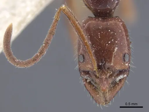 Leptogenys davydovi specimen