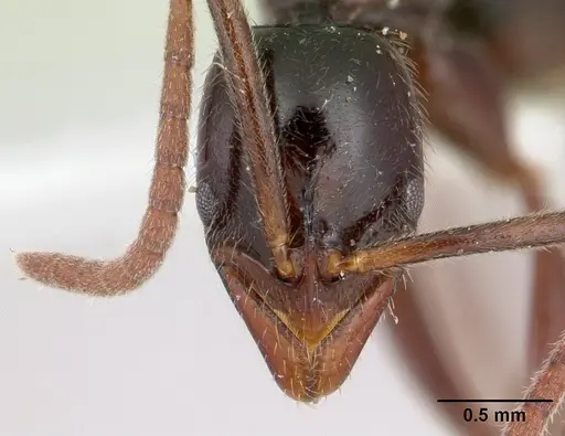 Leptogenys deborae specimen