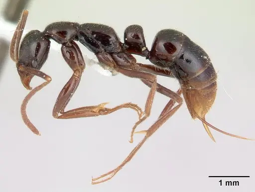 Leptogenys deborae specimen