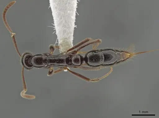 Leptogenys deborae - JTLC000015203