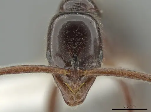 Leptogenys deborae - JTLC000015203