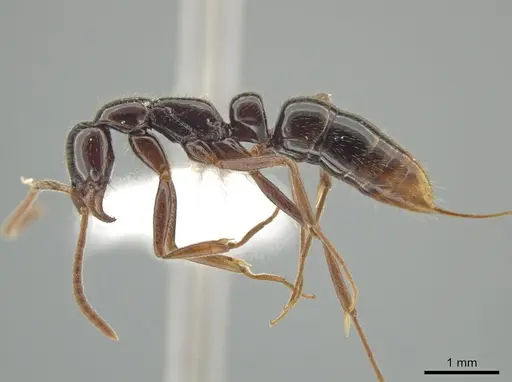 Leptogenys deborae - JTLC000015203