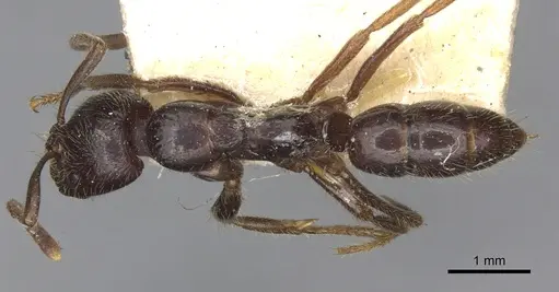 Leptogenys dentilobis specimen