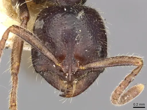 Leptogenys dentilobis specimen