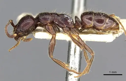Leptogenys dentilobis specimen