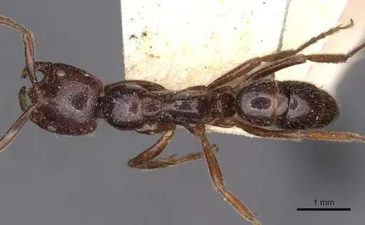 Leptogenys dentilobis - CASENT0907365