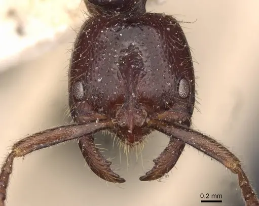 Leptogenys dentilobis - CASENT0907365