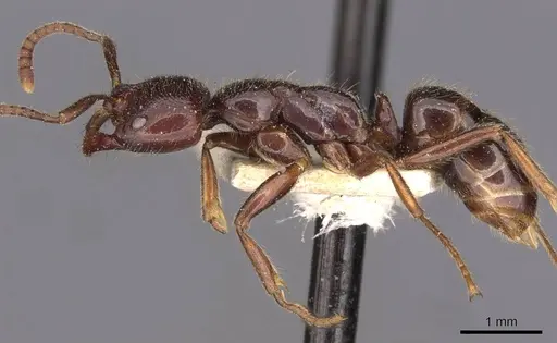 Leptogenys dentilobis - CASENT0907365