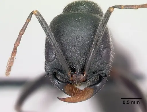 Leptogenys diana specimen