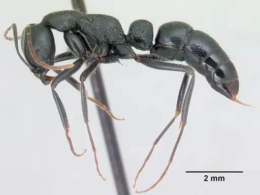 Leptogenys diana specimen