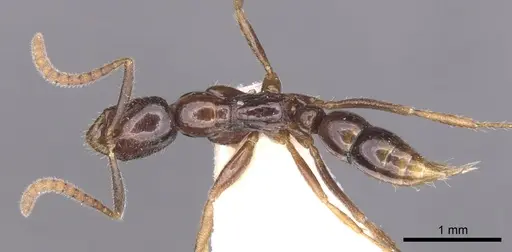 Leptogenys diatra specimen