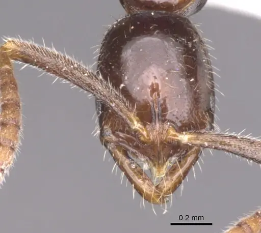 Leptogenys diatra specimen