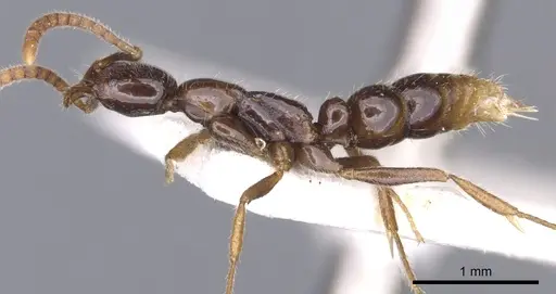 Leptogenys diatra specimen