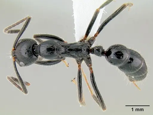 Leptogenys diminuta specimen