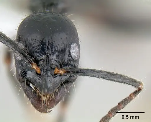 Leptogenys diminuta specimen