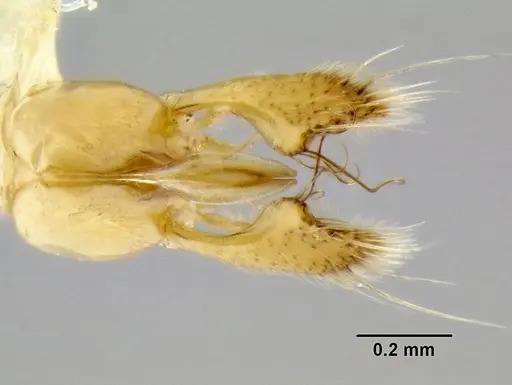 Leptogenys diminuta - CASENT0106010