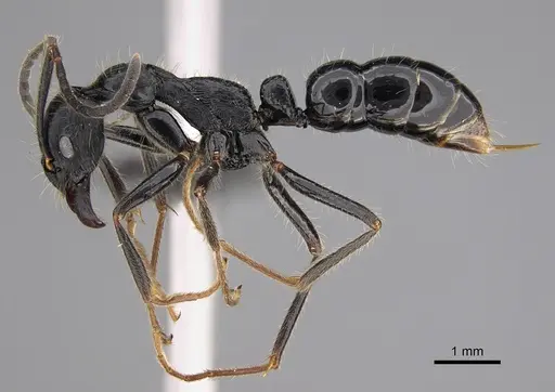 Leptogenys diminuta - CASENT0114958