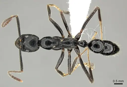 Leptogenys diminuta - CASENT0199807