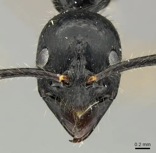 Leptogenys diminuta - CASENT0199807