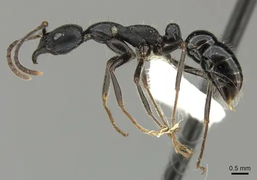 Leptogenys diminuta - CASENT0199807