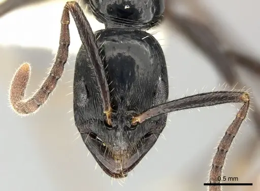 Leptogenys diminuta - CASENT0270547