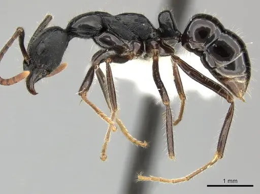 Leptogenys diminuta - CASENT0270547