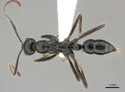 Leptogenys diminuta - CASENT0270548