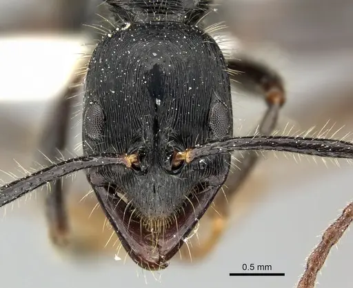Leptogenys diminuta - CASENT0270548