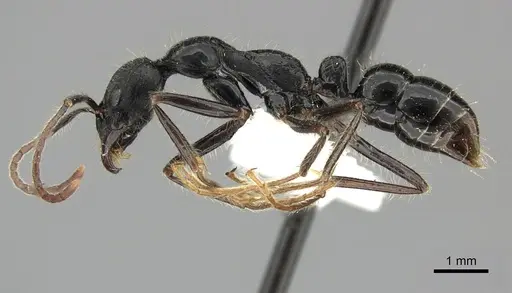 Leptogenys diminuta - CASENT0270548