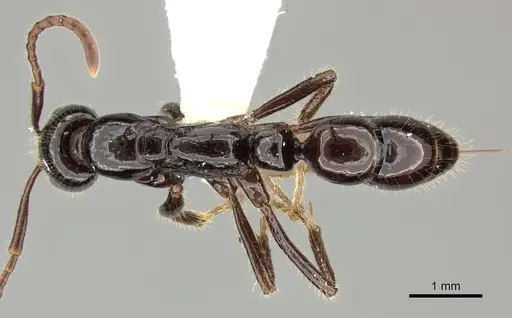 Leptogenys diminuta - CASENT0270549