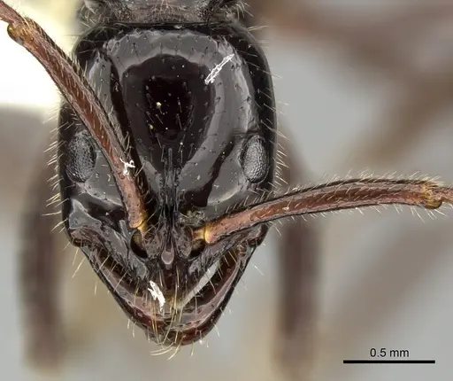 Leptogenys diminuta - CASENT0270549