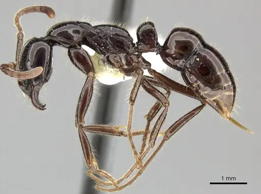 Leptogenys diminuta - CASENT0270549