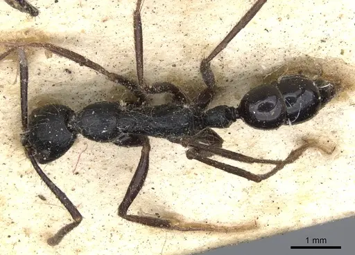 Leptogenys diminuta - CASENT0901351